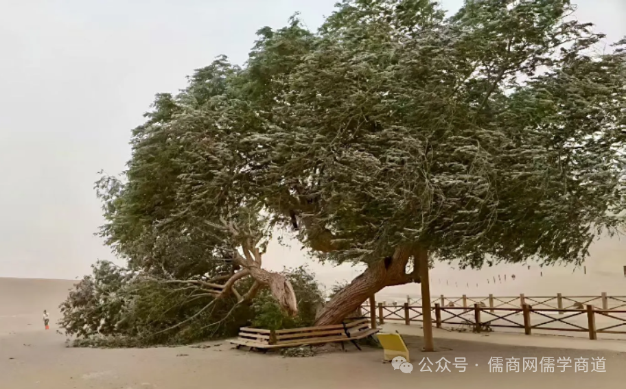 【20250820晚报】阅兵实现多个首次;友人透露范曾行踪;老人未去世火化?被大儿打后鉴定发现俩儿均非亲生
