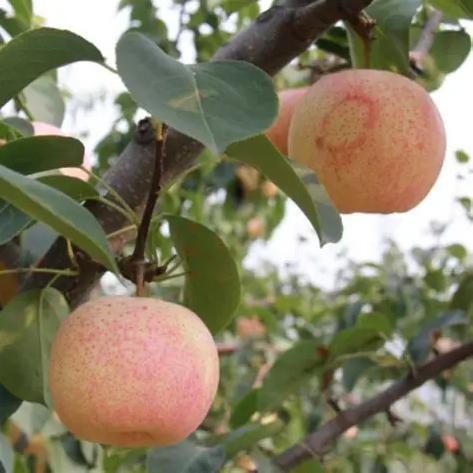 ��͢���顤���ϲ������԰����Ŵ���Ҳ�������Ʒ