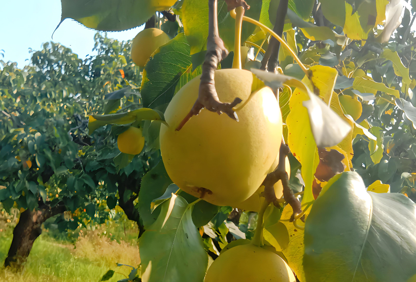 ��ζ֮Դ������԰��ı����ز��������桱